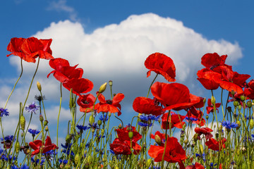 Obraz premium Corn poppy (Papaver rhoeas)