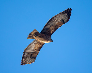 Red-tailed hawk flying in beautiful light, seen in the wild in North California