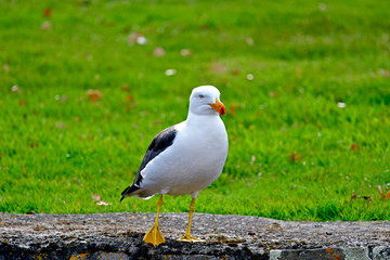 Yellow beak seagull