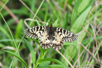 Zerynthia polyxena; Osterluzeifalter; Rittefalter