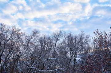 Dry snow-covered trees without leaves against the blue sky with clouds.