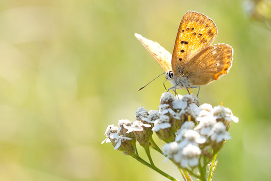 yellow bright butterfly sits on a yarrow flower