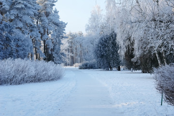 View of the snow-covered alley of the park in a winter  day.