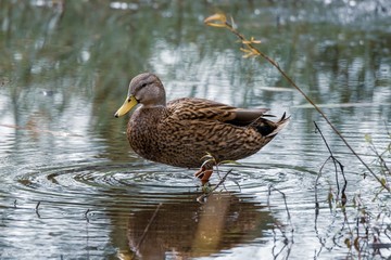 Duck In Pond 