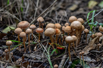 Group of mushrooms in forest