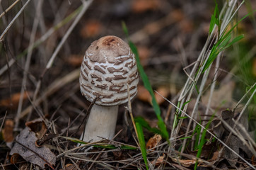 Close up mushroom called Shaggy Parasol (Macrolepiota rhacodes)