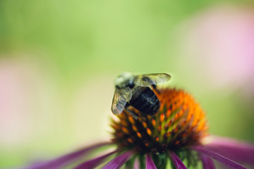 bee on echinacea flower. space for text.