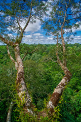 Fototapeta premium Amazon Jungle Canopy