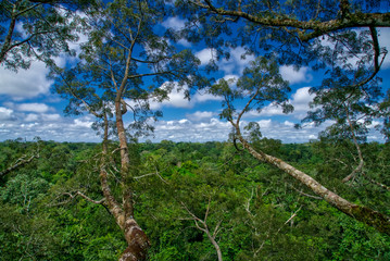 Amazon Jungle Canopy