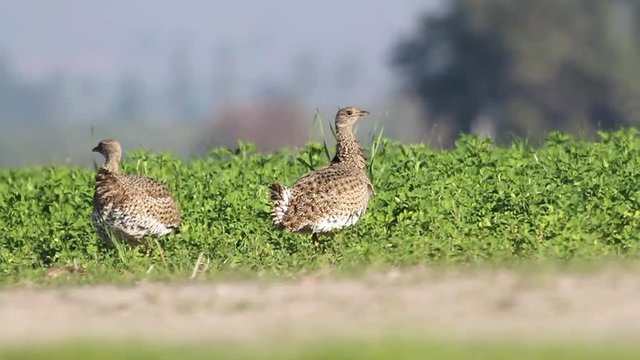 Little bustard in the wheat field