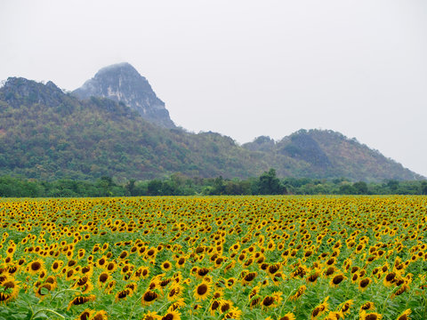 Breathtaking view of a panoramic field of sunflowers, misty mountain peaks in the background. Khao Chin Lae, Lopuri, Thailand. Travel and seasons.