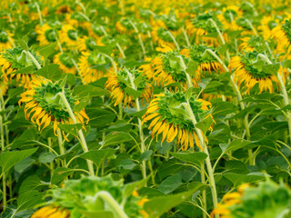 Closeup of a field of  sunflowers bending in a wilt from the back. Khao Chin Lae mountains, Lopburi, Thailand. Travel and nature.