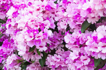 beautiful pink flowers in the garden