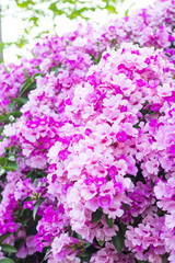 beautiful pink flowers in the garden