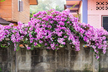 beautiful pink flowers growing on wall