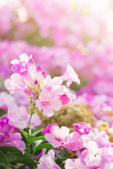 beautiful pink flowers in the garden