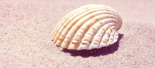 COCHA DE MAR EN LA ARENA DE LA PLAYA ILUMINADA POR EL SOL 