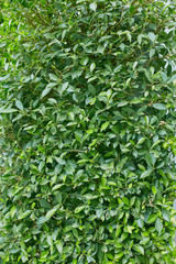 Green leaves Fence wall close up