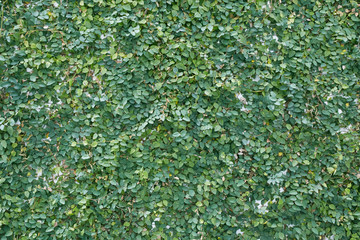 Green leaf Fence wall