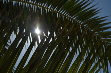 Fototapeta premium ветка пальмы