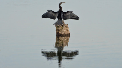 Reflections of an Anhinga