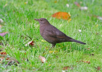 Common black bird