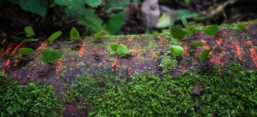 Amazon Rainforest Insect