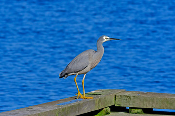 Blue heron