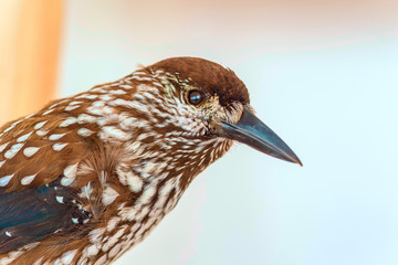 Stuffed bird close up.
