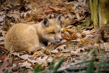 Fox cub