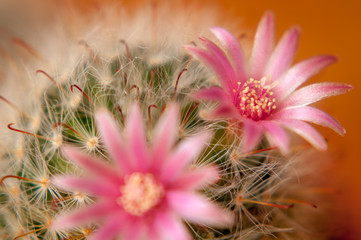 Flor de Cactus em macro