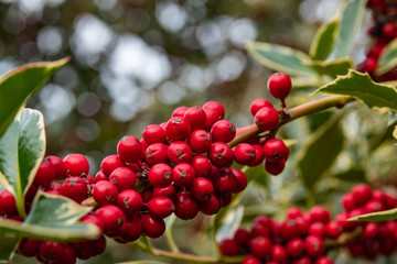 Holly Fruits in Autumn