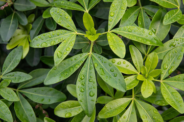 Rain on Mexican Orange Leaves in Autumn