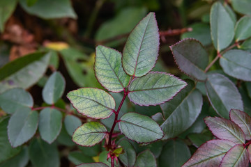Rose Leaves in Autumn