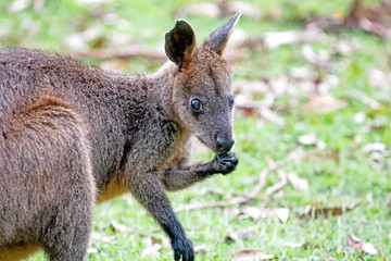 Obraz premium wallaby