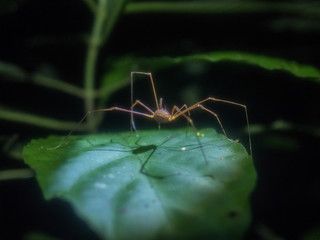 Amazon Rainforest Insect