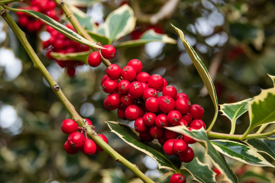 Holly Fruits in Autumn