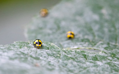 Fototapeta premium Yellow beetles - ladybug