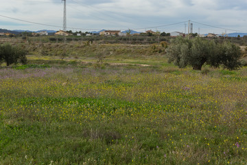 Fototapeta na wymiar Fresh green meadow