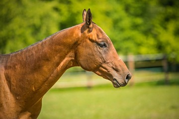 Fototapeta premium In profile portrait of young aristocratic reddish Akhal-Teke horse breed from Turkmenistan with shining hair standing on a sunny summer day in paddock, blurry green trees in background, farming