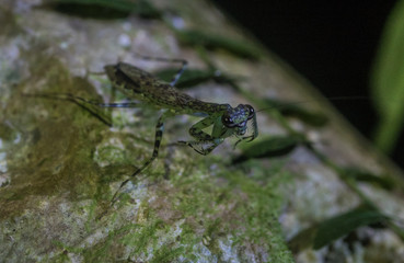 Amazon Rainforest Insect