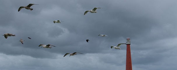Möwen Leuchtturm Panorama
