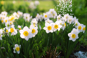 Flowers. Beautiful white daffodils in the garden on a summer day.