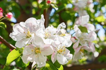 Naklejka na ściany i meble Closeup of flowering apple tree in spring.
