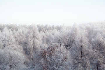 Obraz na płótnie Canvas Winter snowy forest in the fog