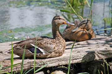 Two juvenile mallard ducks (Anas platyrhynchos) resting on the shore, Belarus