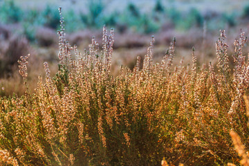 Beautiful lush thickets of heather bloom in the Belgian forest against the backdrop of bright sunny nature. Morning freshness