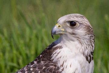 Gyrfalcon (Falco rusticolus)