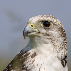 Obraz premium Gyrfalcon (Falco rusticolus)