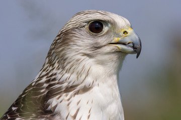 Gyrfalcon (Falco rusticolus)